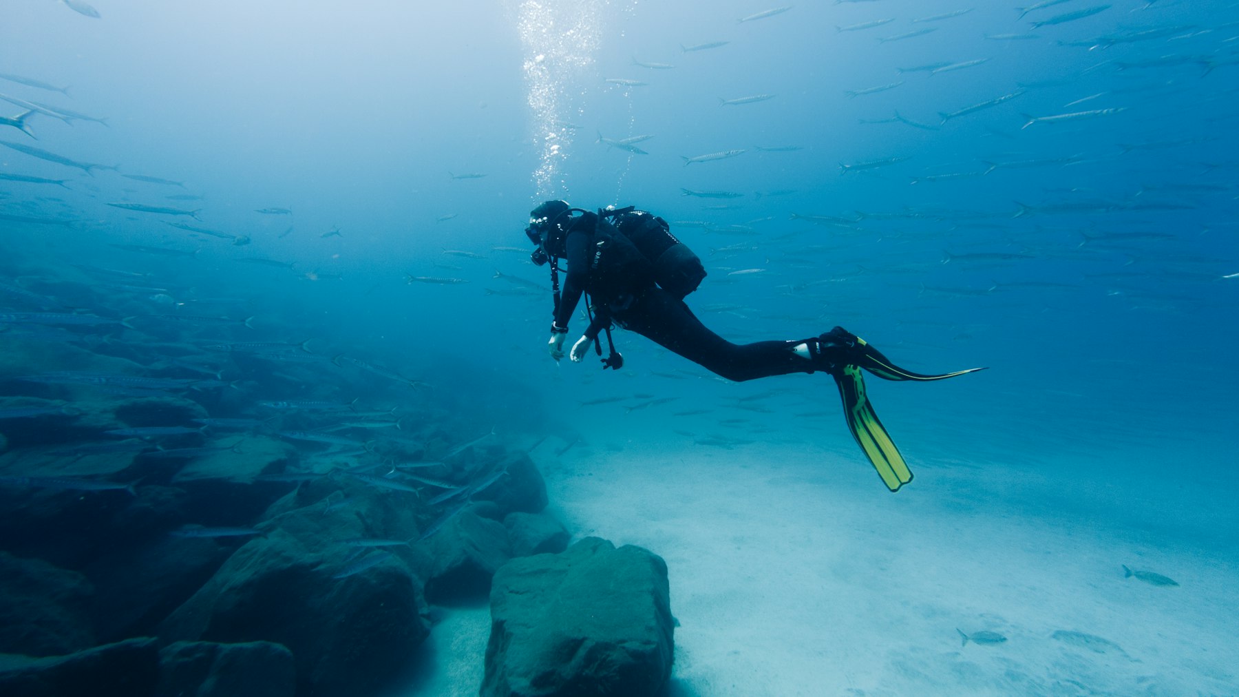 A scuba diver gliding over a sandy sea floor beneath a school of fish